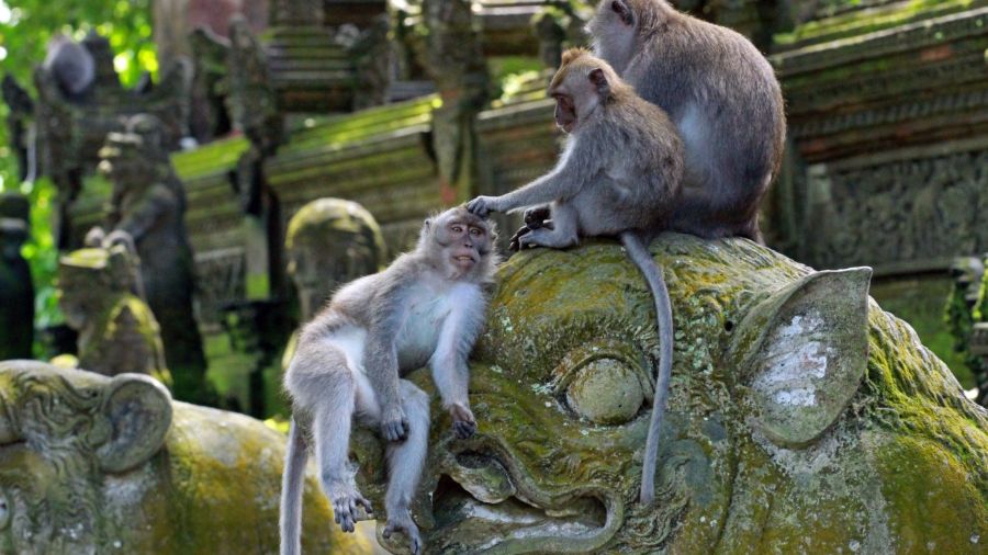 Bali